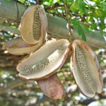Cómo cultivar y cuidar plantas de akebia en enrejado