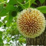 Cómo cultivar y cuidar plantas de Kratom en tu hogar