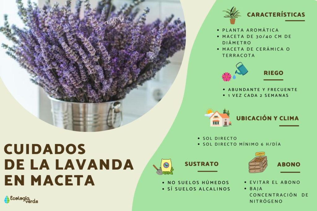 Cómo cultivar y cuidar plantas de lavanda ‘Phenomenal’
