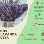 Cómo cultivar y cuidar plantas de lavanda ‘Phenomenal’