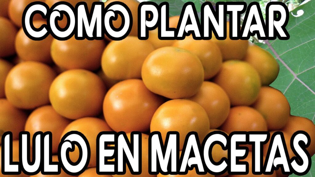 Cómo cultivar y cuidar plantas de naranjilla en casa