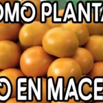 Cómo cultivar y cuidar plantas de naranjilla en casa