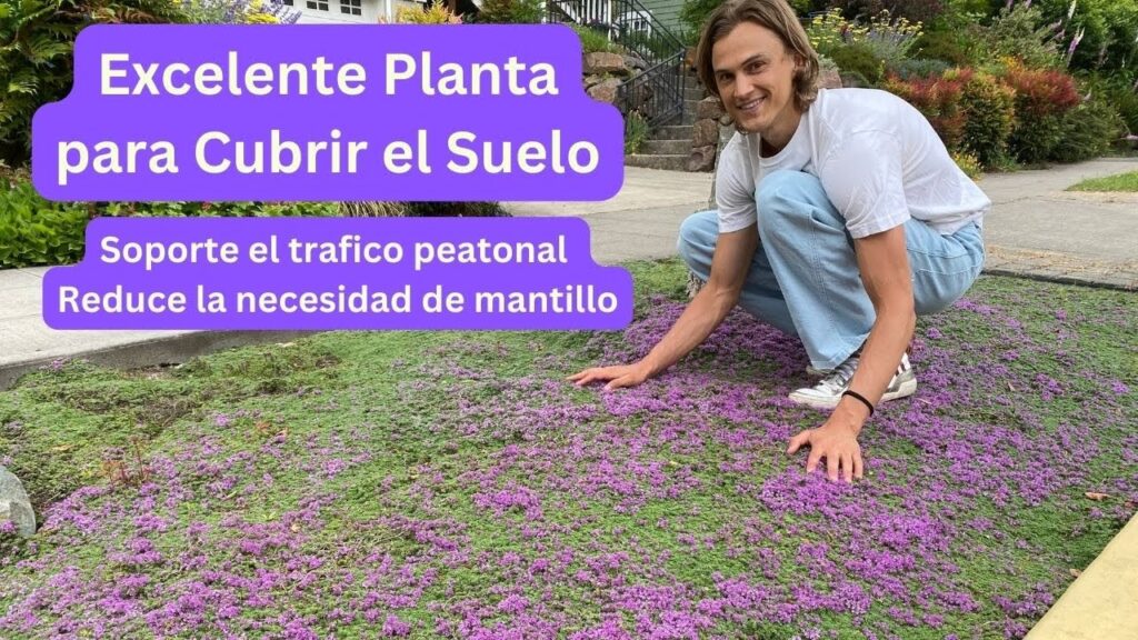 Cómo cultivar y cuidar Thymus Pseudolanuginosus en tu jardín