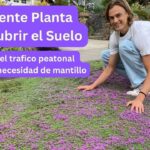 Cómo cultivar y cuidar Thymus Pseudolanuginosus en tu jardín