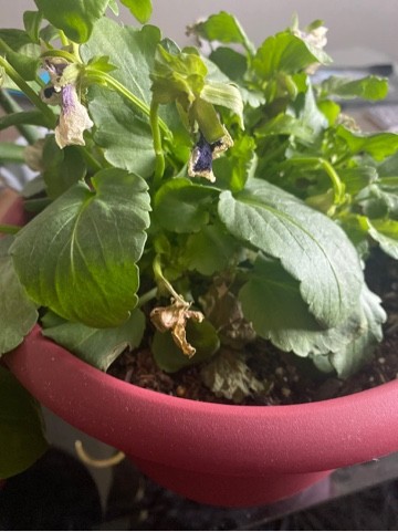 Cómo cultivar y cuidar trompetas en macetas de forma adecuada