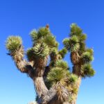 Cómo cultivar y cuidar un árbol de Josué en tu jardín