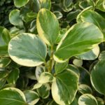 Cómo cultivar y cuidar un arbusto de Griselinia en tu jardín