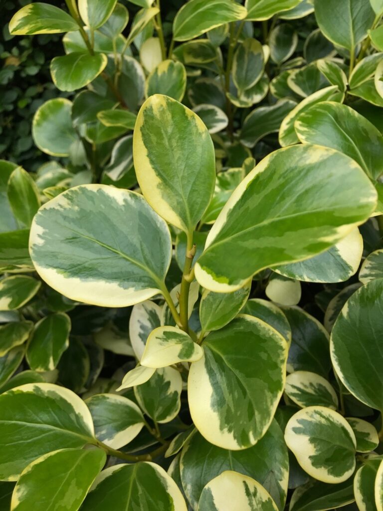 Cómo cultivar y cuidar un arbusto de Griselinia en tu jardín