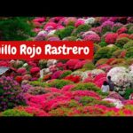 Cómo cultivar y cuidar un jardín de tomillo rastrero