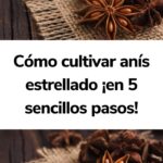 Cómo cultivar y mantener anís estrellado en casa