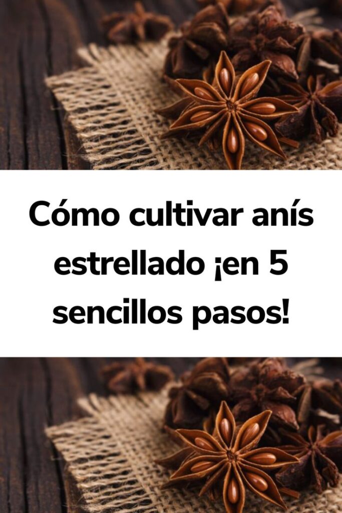 Cómo cultivar y mantener anís estrellado en casa