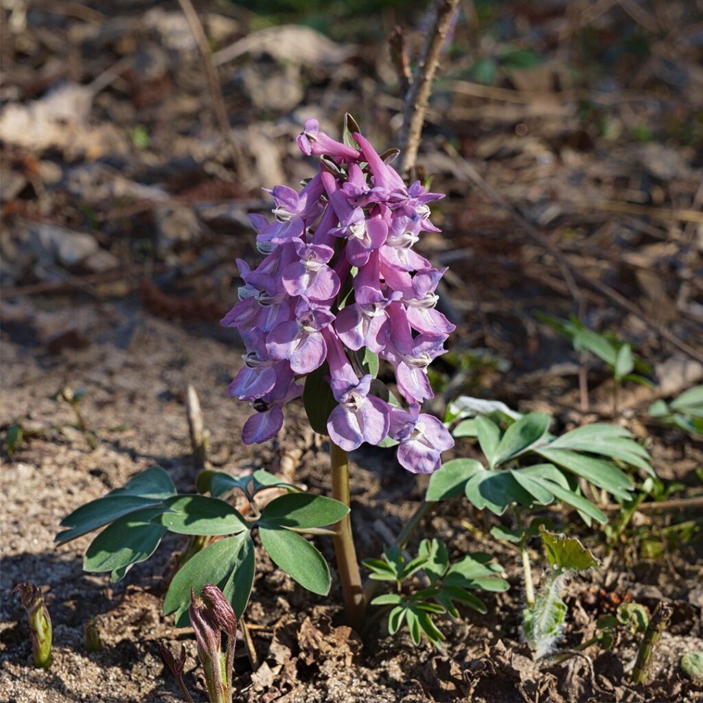 Cómo cultivar y propagar la flor corydalis