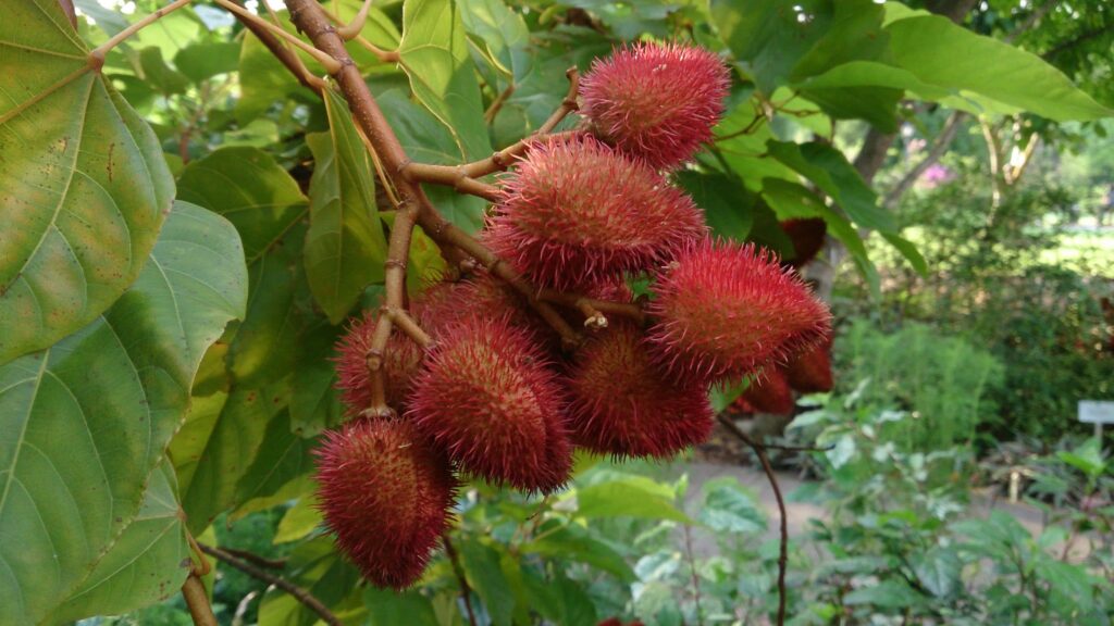 Cómo cultivar y usar el árbol de Achiote (Annatto)