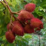 Cómo cultivar y usar el árbol de Achiote (Annatto)
