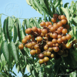 Cómo cultivar y usar el árbol de la nuez de jabón