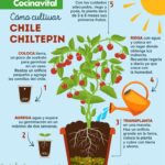 Cómo cultivar y utilizar los chiles chiltepin