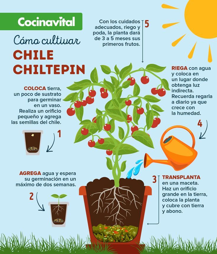Cómo cultivar y utilizar los chiles chiltepin