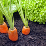 Cómo cultivar zanahorias de forma exitosa en tu huerto