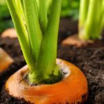 Cómo cultivar zanahorias en interiores de forma exitosa