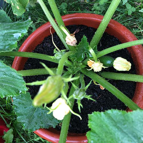 Cómo cultivar zucchinis de forma adecuada en macetas