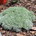 Cómo debes cuidar la Artemisia Silver Mound en tu jardín