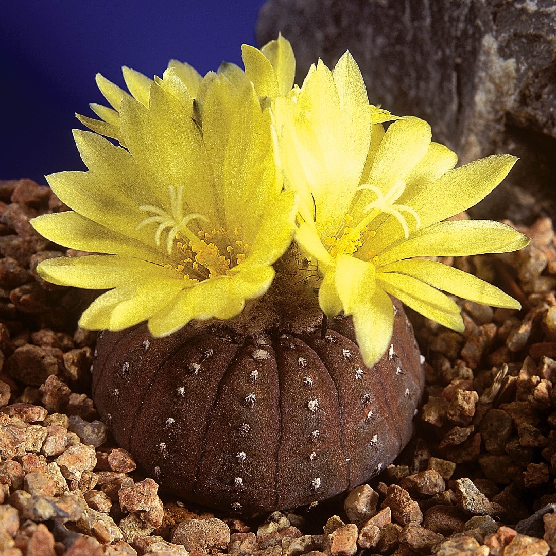 Cómo debes cuidar un cactus Frailea correctamente