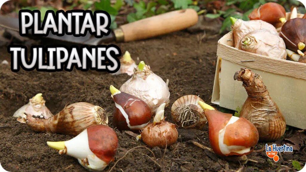 Cómo desenterrar y curar bulbos de tulipán correctamente