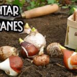 Cómo desenterrar y curar bulbos de tulipán correctamente