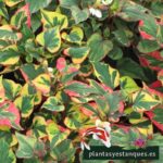 Cómo detener crecimiento planta chameleon Houttuynia Cordata