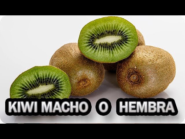 Cómo diferenciar el sexo de las plantas de kiwi en el viñedo