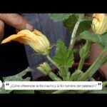 Cómo diferenciar flores hembra y macho en calabacines