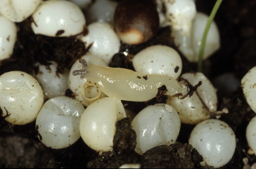 Cómo diferenciar los huevos de caracol de los de babosa
