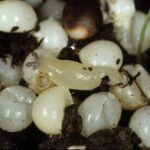 Cómo diferenciar los huevos de caracol de los de babosa