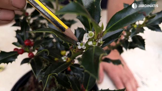 Cómo diferenciar macho y hembra en un arbusto de acebo