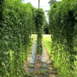 Cómo diseñar un enrejado para plantas de lúpulo