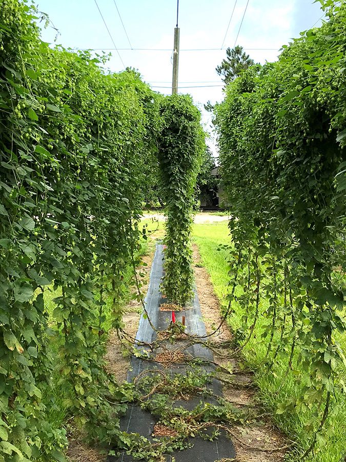 Cómo diseñar un enrejado para plantas de lúpulo