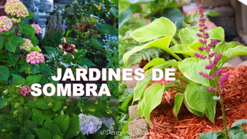 Cómo diseñar un jardín de suculentas con poca luz solar