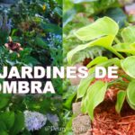 Cómo diseñar un jardín de suculentas con poca luz solar