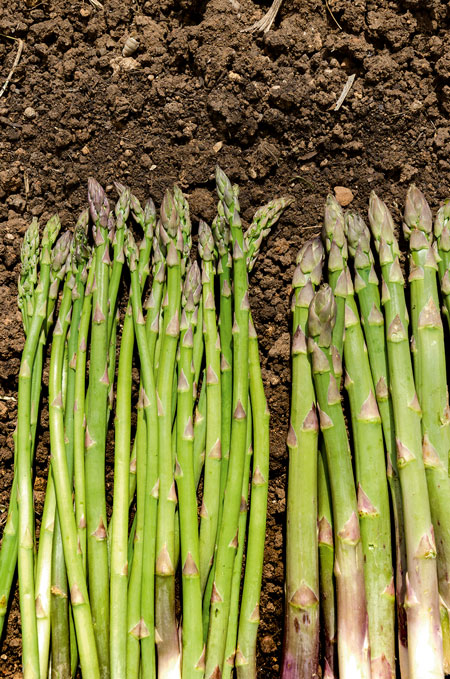 Cómo distinguir los espárragos macho de los espárragos hembra