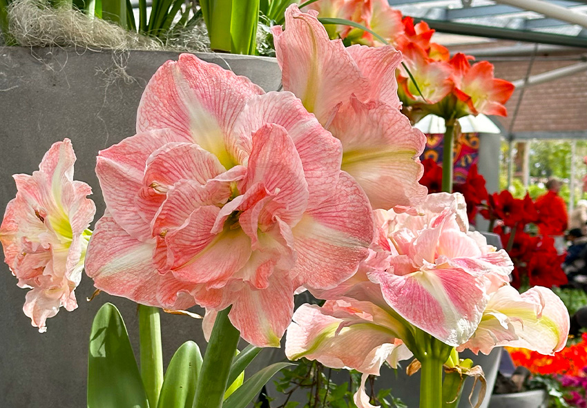 Cómo dividir bulbos de amarilis en el jardín: Guía paso a paso