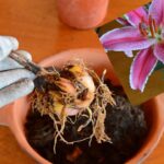 Cómo dividir los bulbos de lirio arbóreo de forma adecuada