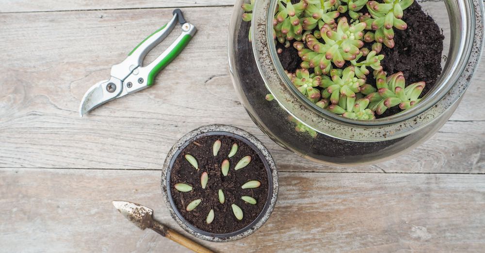 Cómo dividir suculentas para garantizar su éxito