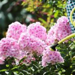 Cómo dividir y trasplantar plantas de Phlox en el jardín