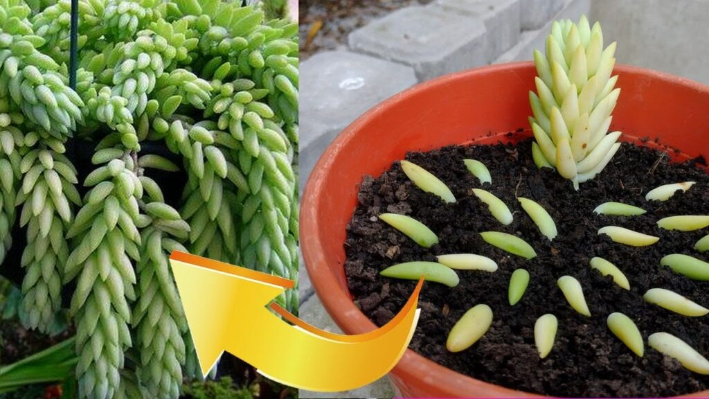 Cómo dividir y trasplantar una planta de sedum