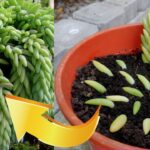 Cómo dividir y trasplantar una planta de sedum