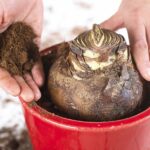 Cómo elegir la mezcla de tierra perfecta para Amaryllis