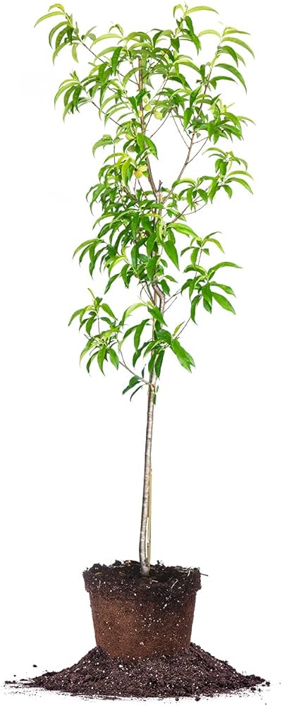 Cómo elegir los mejores árboles de durazno Hardy para la Zona 4