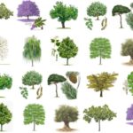 Cómo elegir los mejores árboles de sombra para la Zona 7