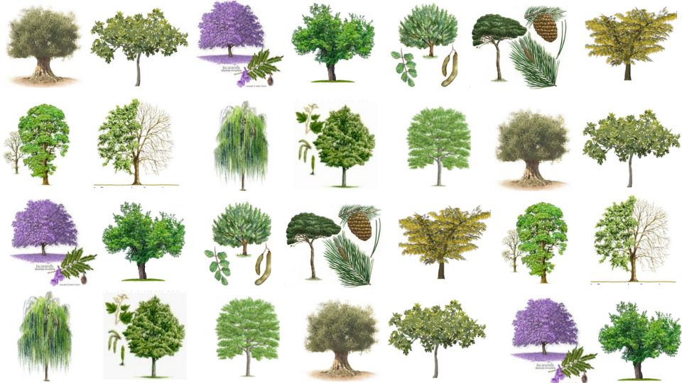 Cómo elegir los mejores árboles de sombra para la Zona 7