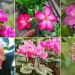 Cómo elegir un arbusto con flores rosadas llamativas